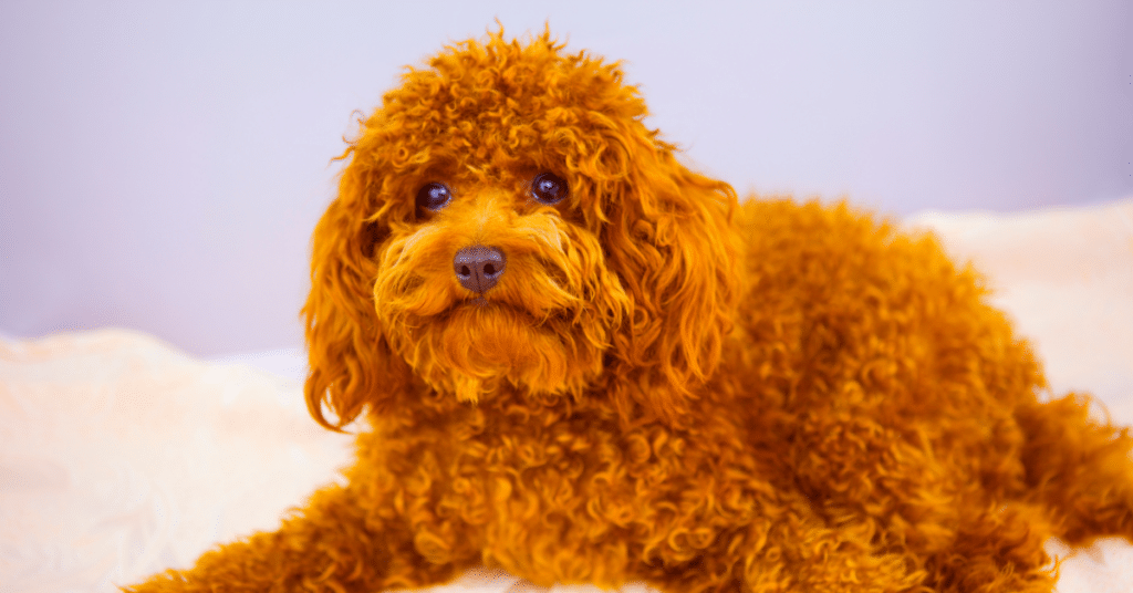 red poodle puppy