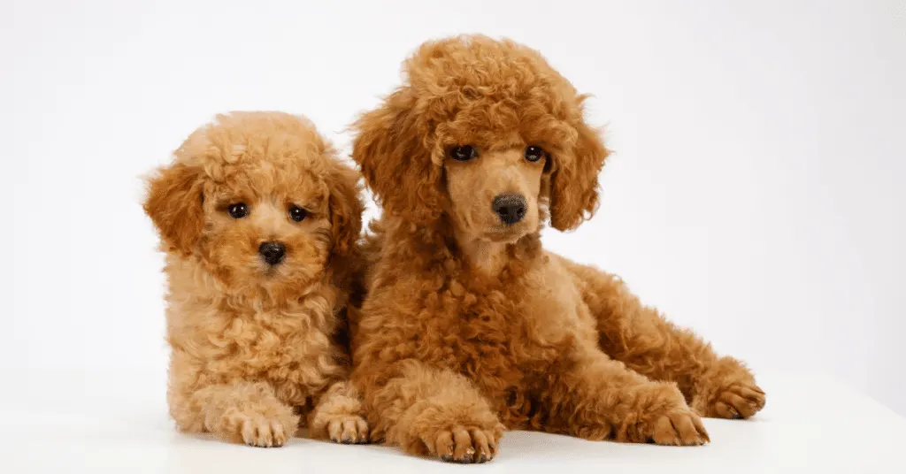 brown poodle