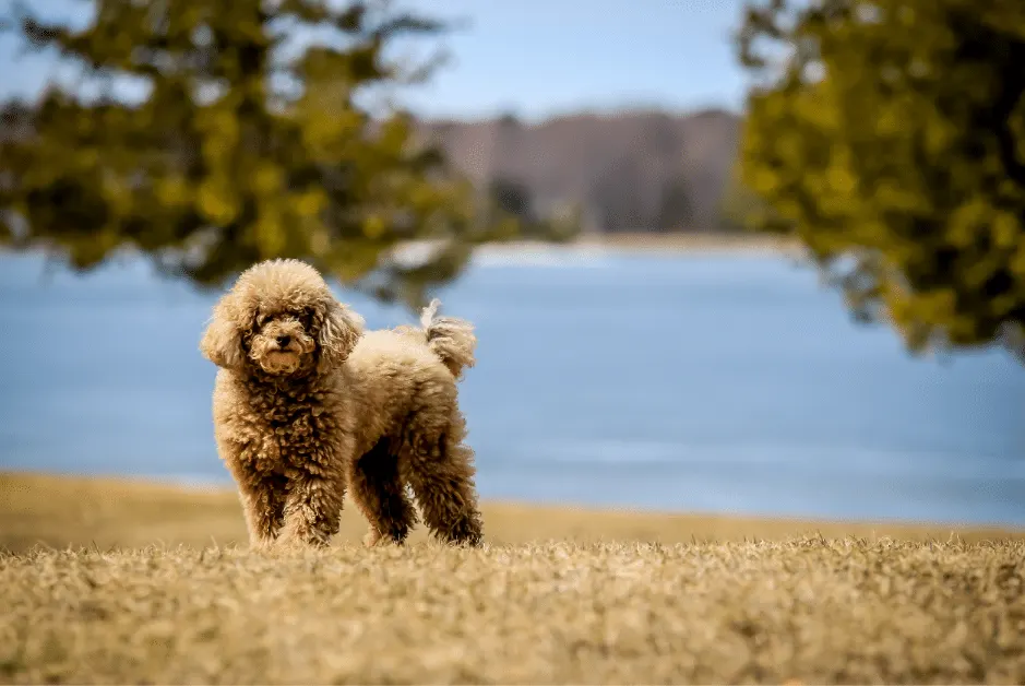 Miniature poodle
