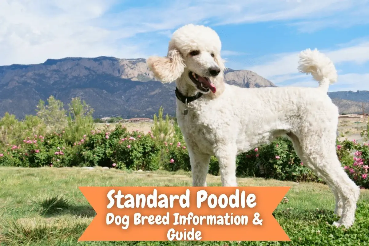 Standard Poodle Dog Breed Information & Guide