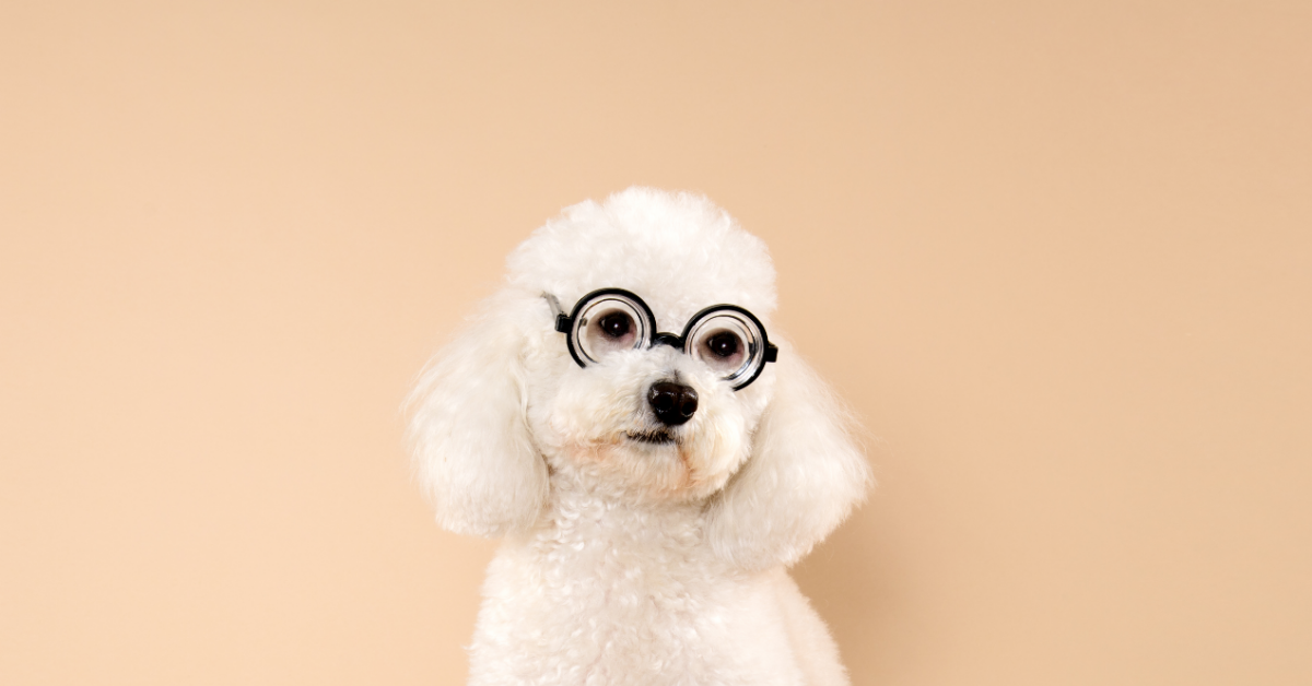 poodlehq.com