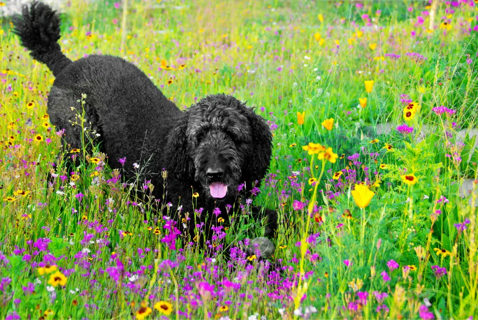 black poodle