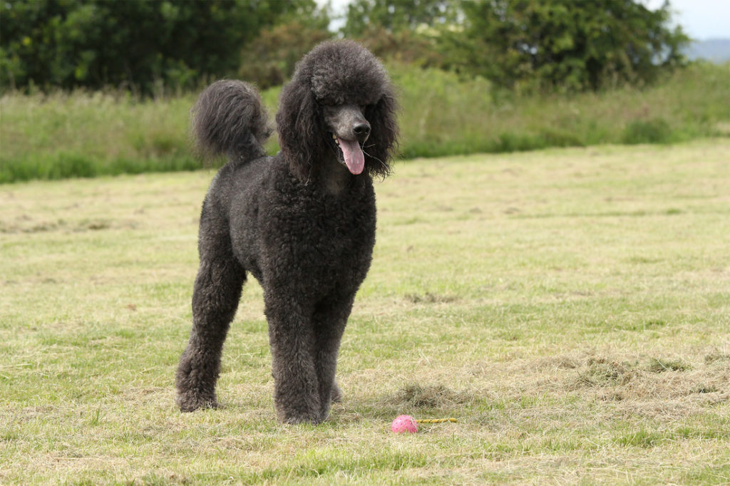 blue poodle