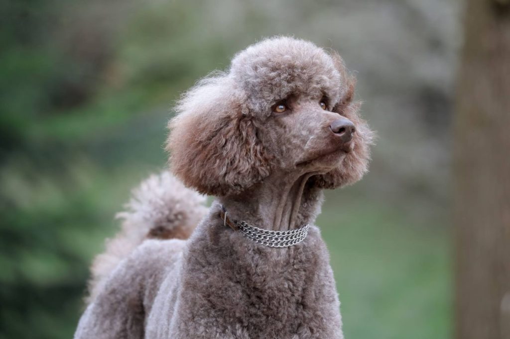 cafe au lait poodle