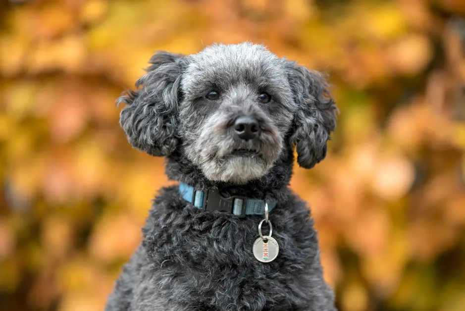 schnoodle