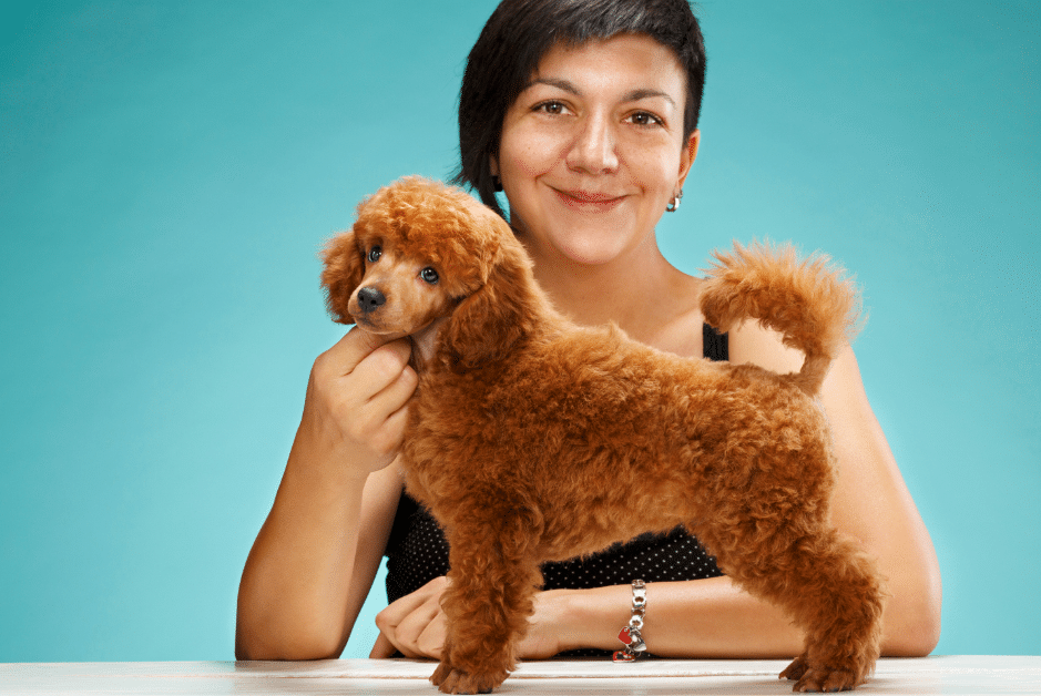 Poodle Puppy Training Puppy Perfect PoodleHQ