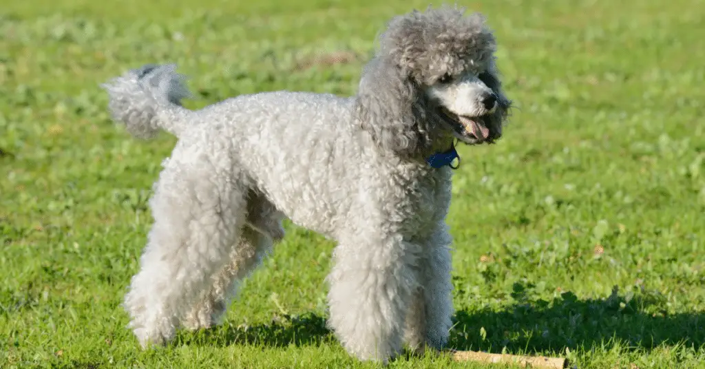 gray poodle