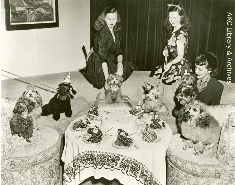 The Disappearance of Masterpiece the Poodle