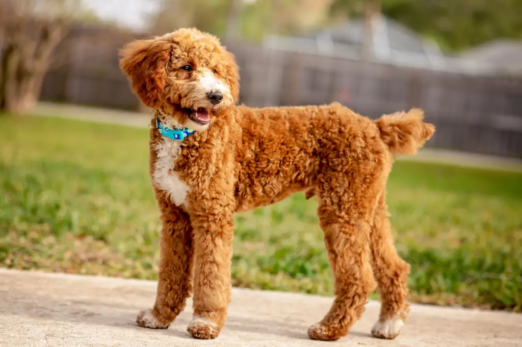 Moyen (Klein) Poodle