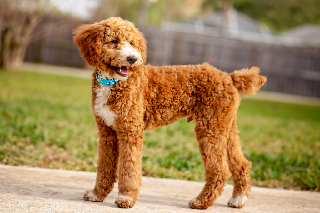 are moyen poodles good with kids