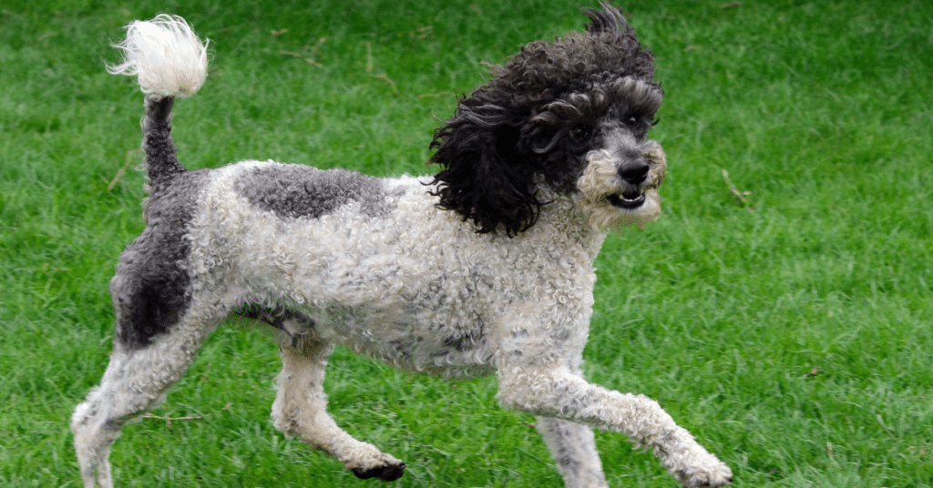 parti poodle