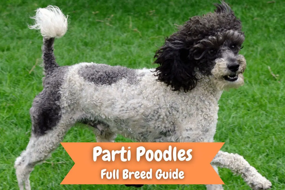 Parti Poodles: Full Breed Guide