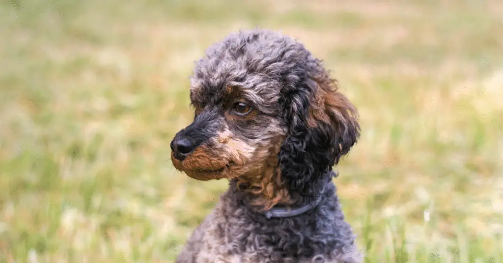 phantom poodle