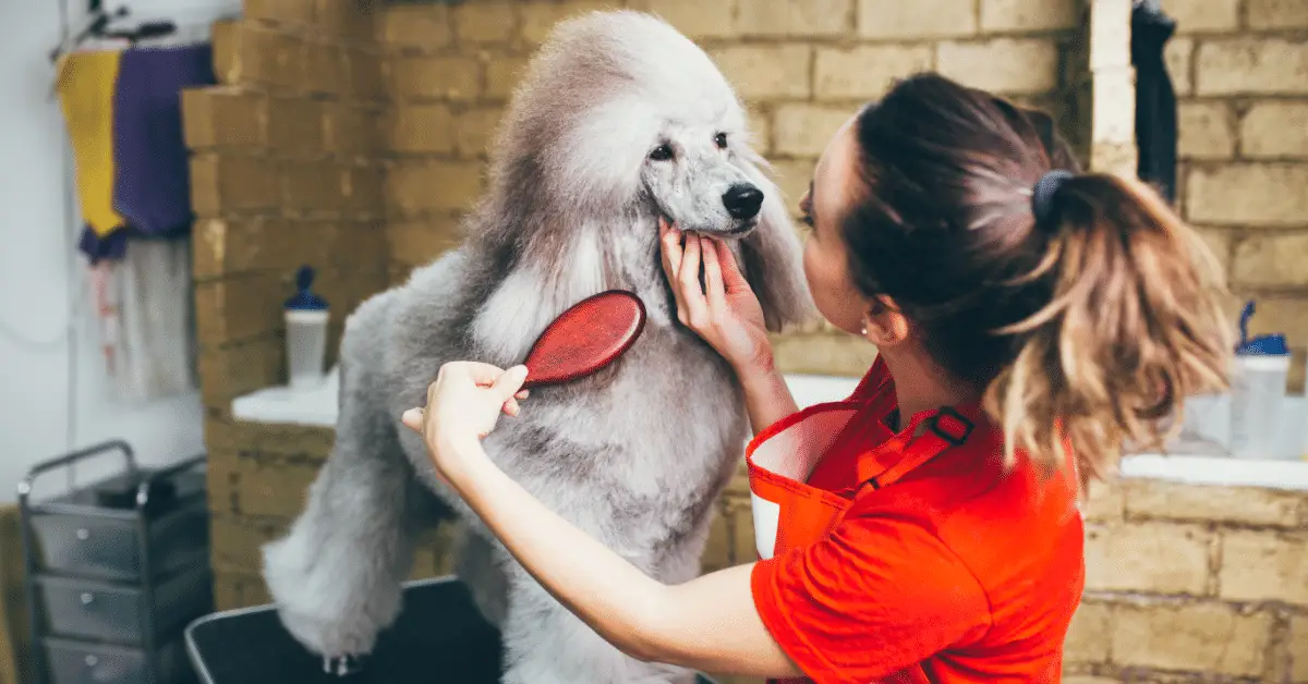 Poodle Grooming How To Do It The Right Way PoodleHQ