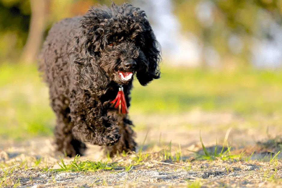poodle on a walk