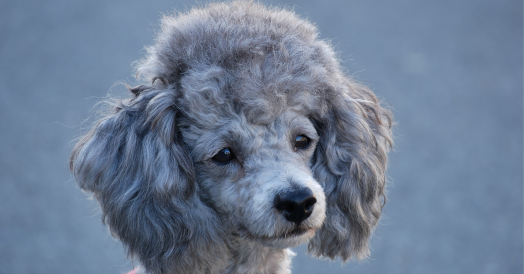 silver poodle