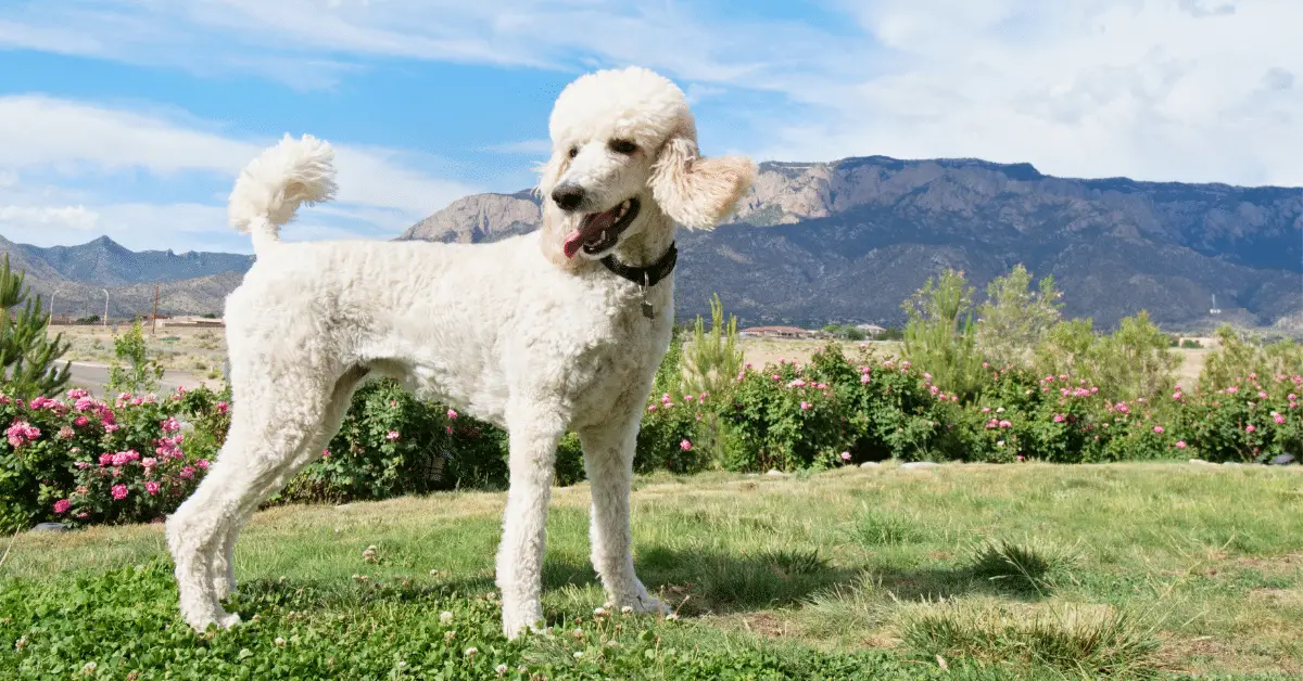 standard poodle