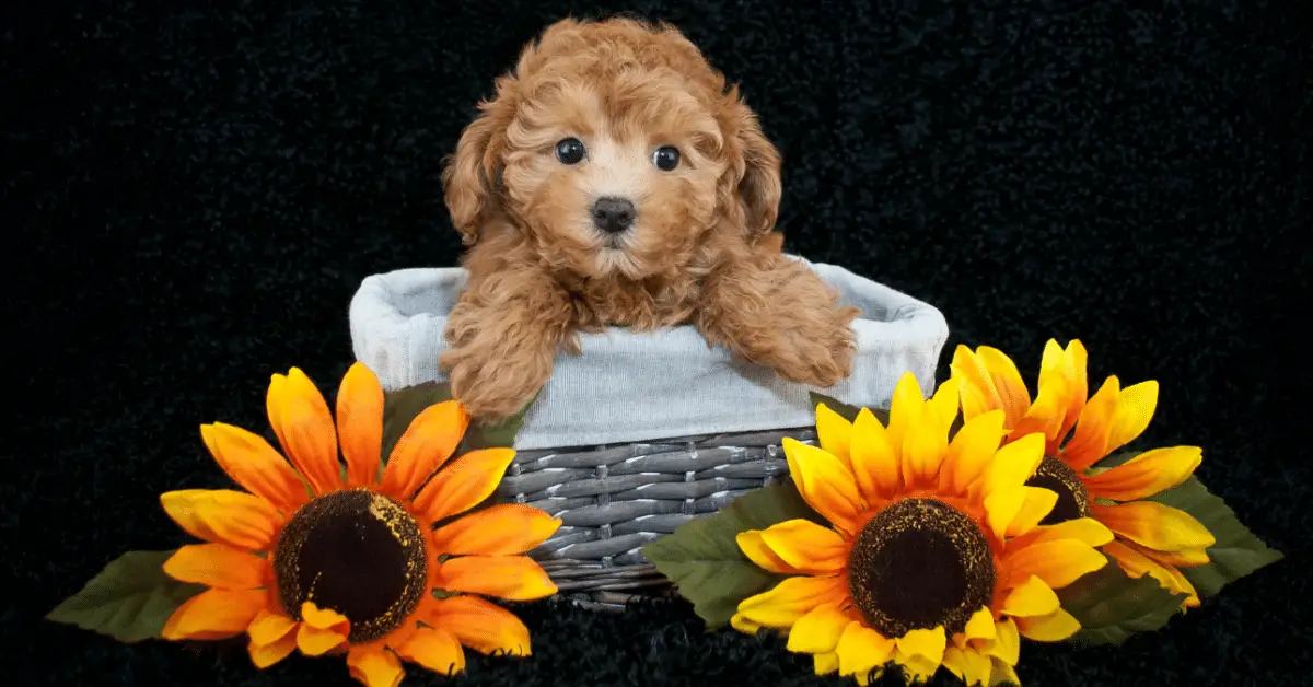 teacup poodle