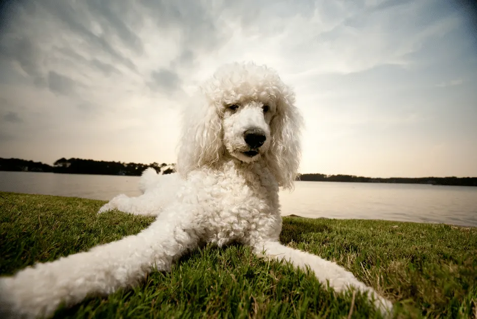 white poodle