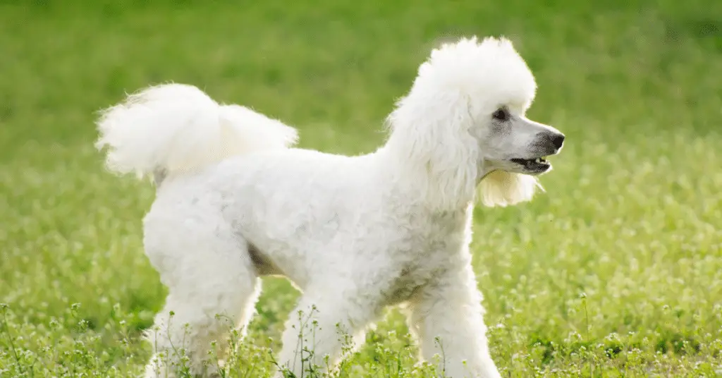 white poodle