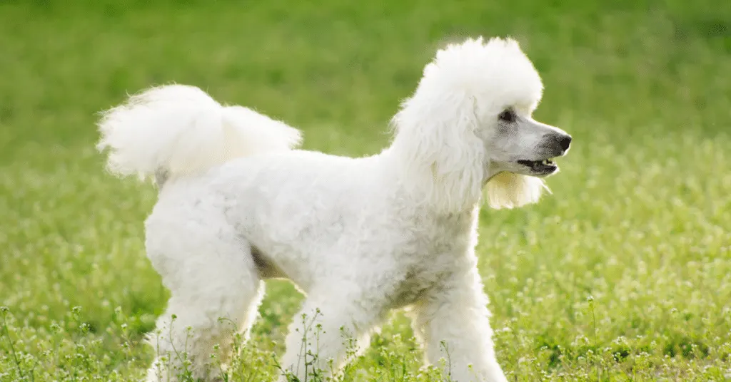 white poodle