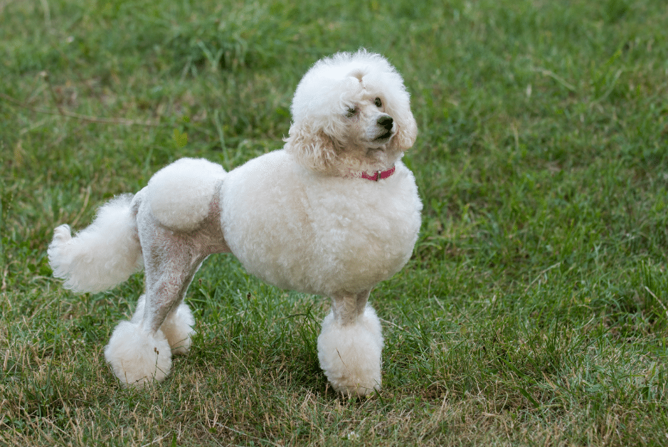 White Poodle In The Park