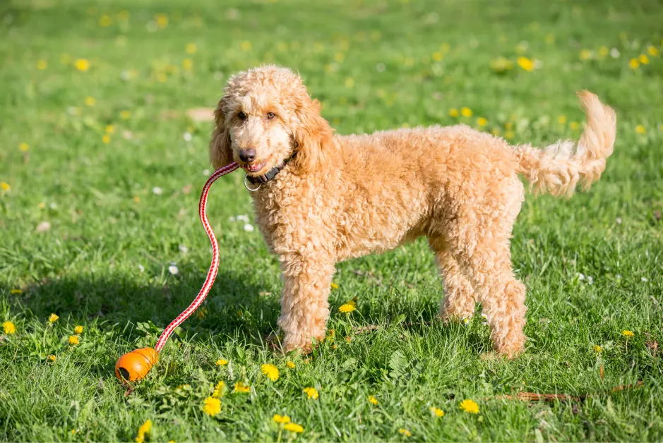 apricot poodle