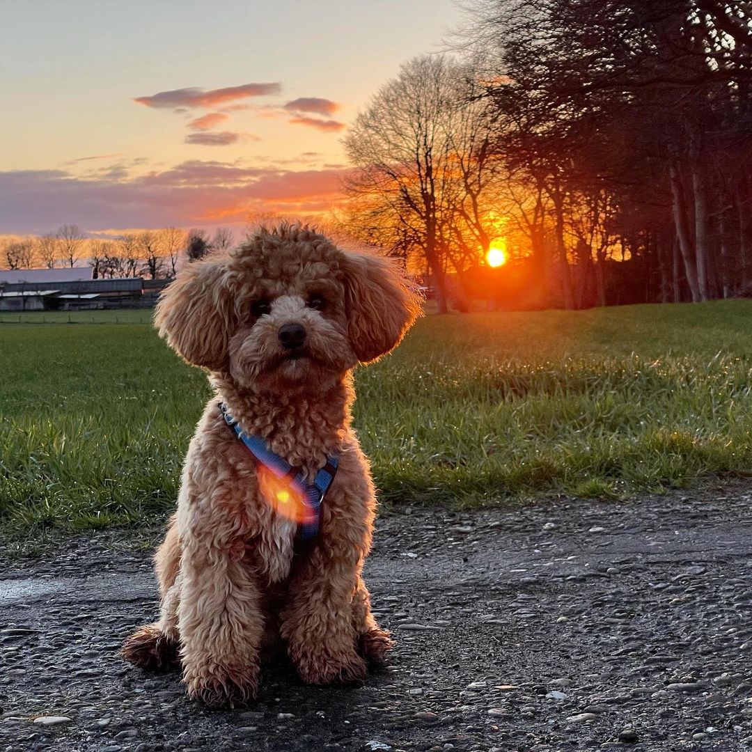 Havapoo - Havanese Poodle Mix | PoodleHQ