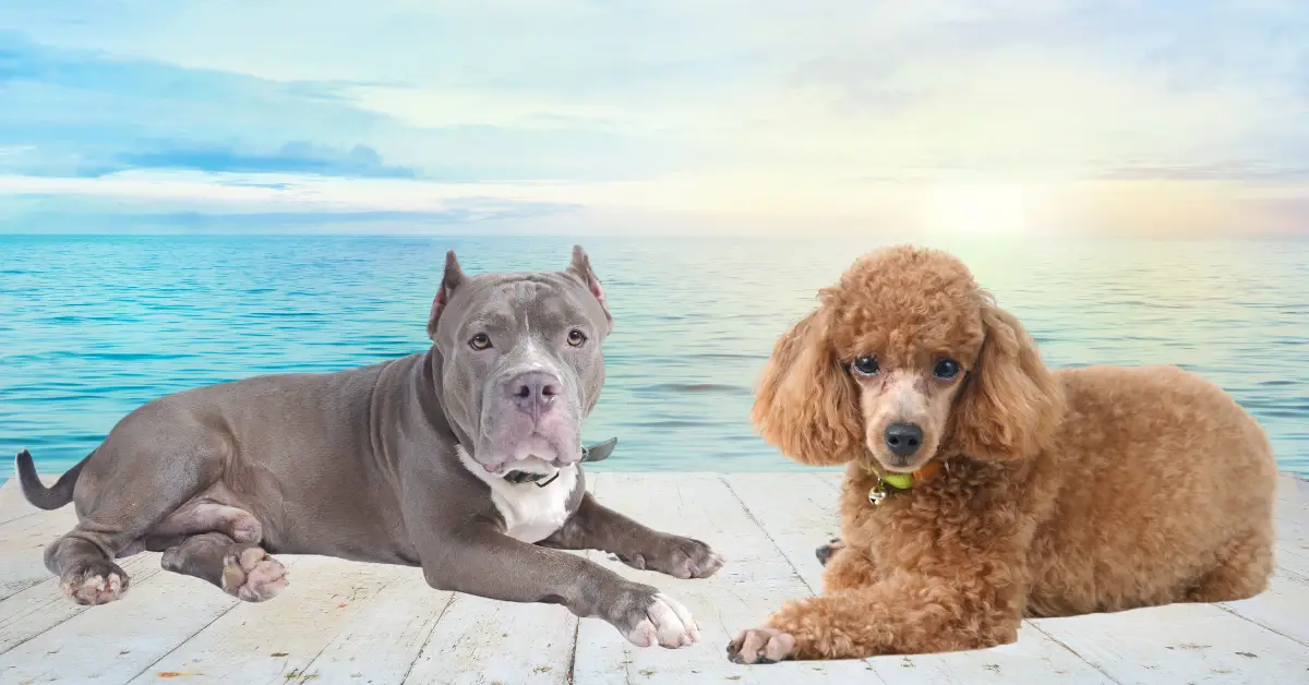 Boodle - Pitbull Terrier Poodle Mix | PoodleHQ