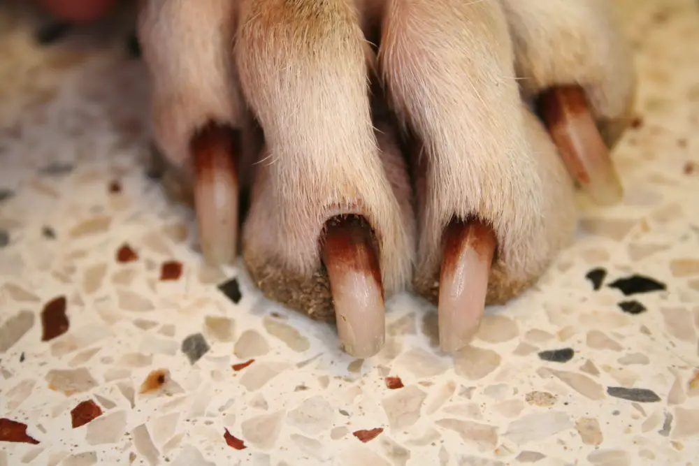 Poodle Nails How To Keep Them Healthy And Trim PoodleHQ