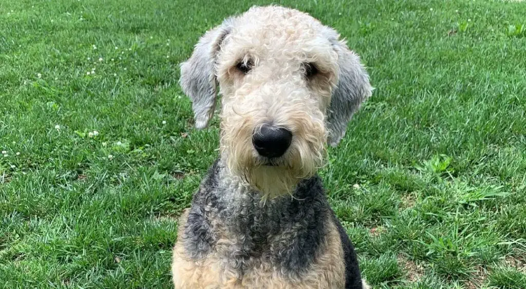 Airedoodle Airedale Terrier Poodle Mix PoodleHQ