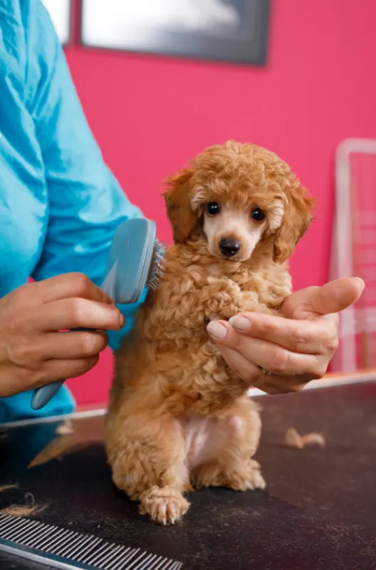 poodle puppy grooming