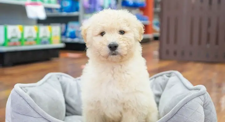 Sammypoo Samoyed Poodle Mix Poodlehq