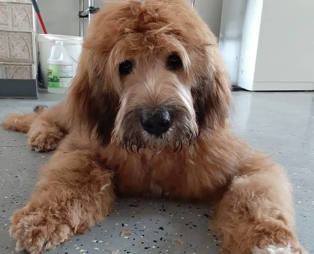 Poodle Headquarters Sizes, Doodles, Colors & Blog