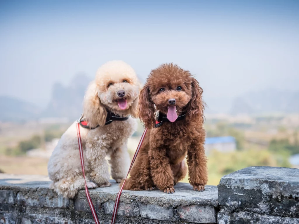 Female And Male Poodles
