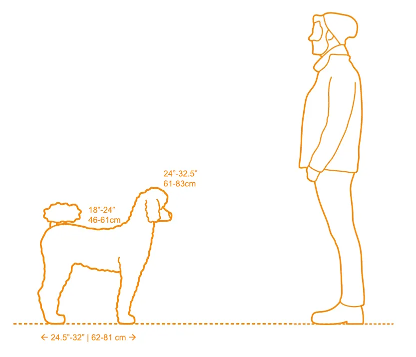 poodle dimensions