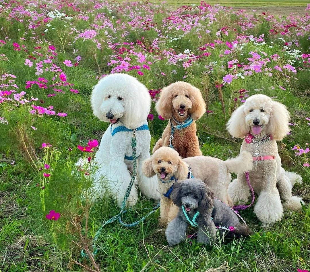 Are Miniature Poodles As Intelligent As Standard Poodles