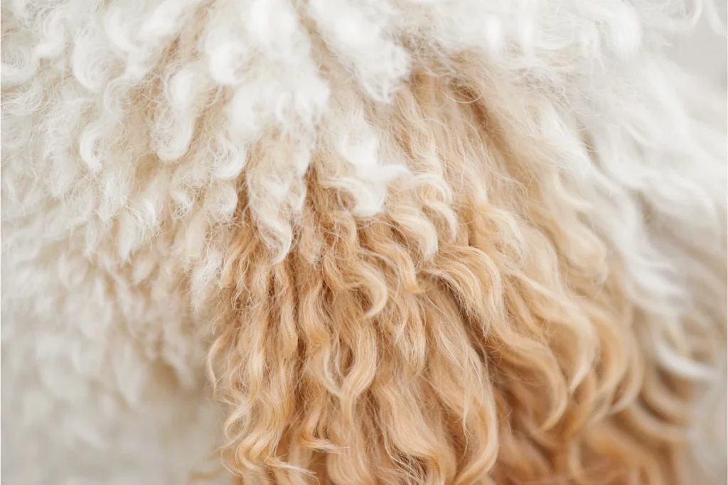 Curly White And Brown Poodle Dog Hair