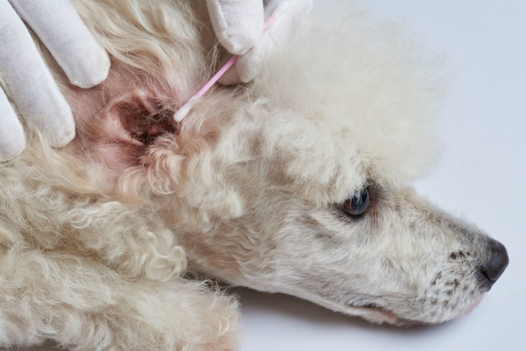 Poodle Ear Infection