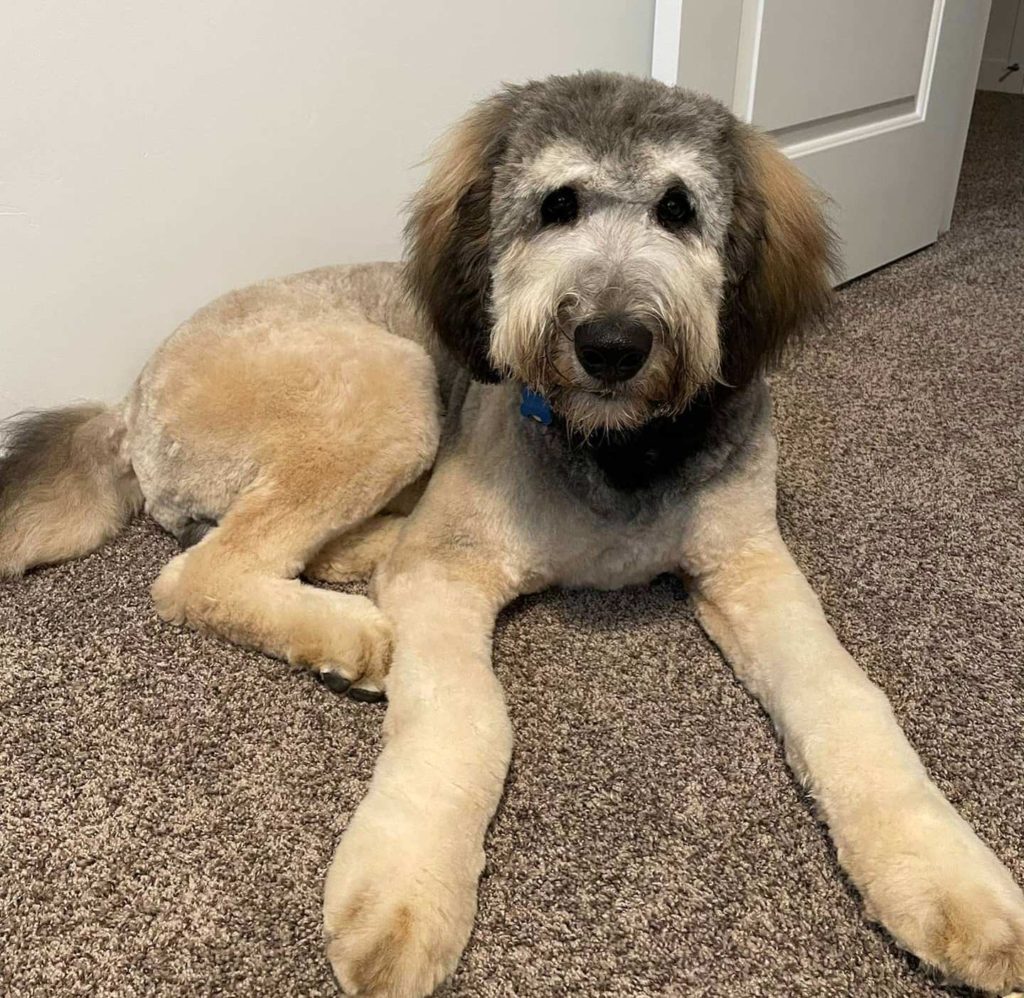 Malamoodle Alaskan Malamute Poodle Mix