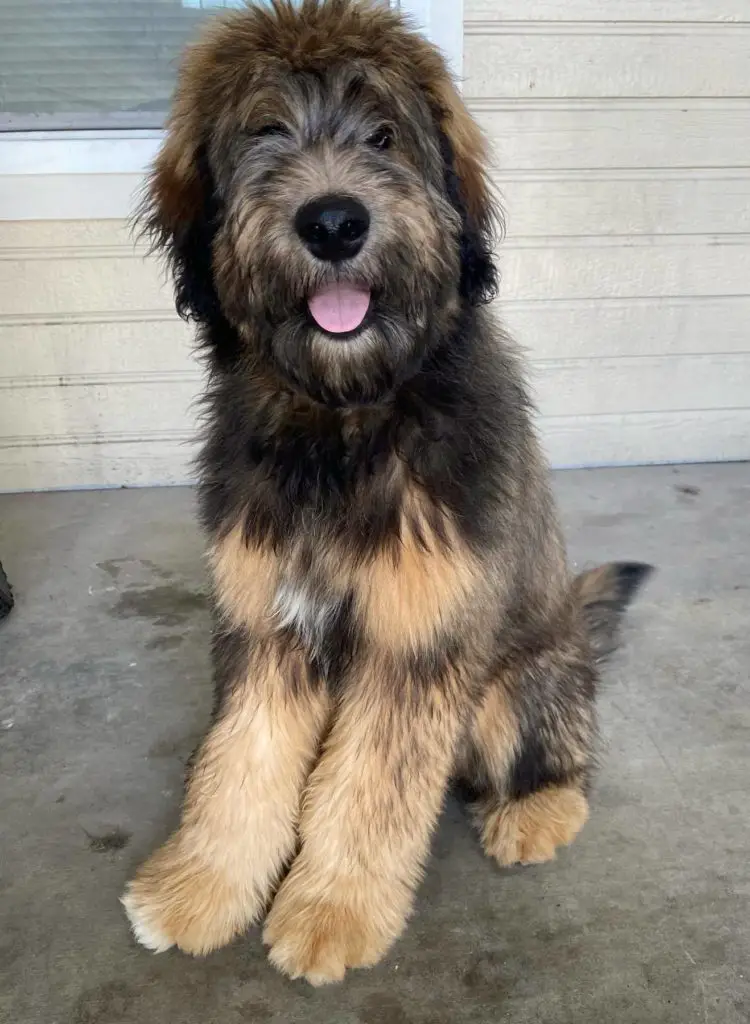 Malamoodle Alaskan Malamute Poodle Mix