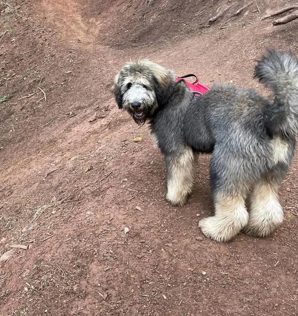 Malamoodle Alaskan Malamute Poodle Mix