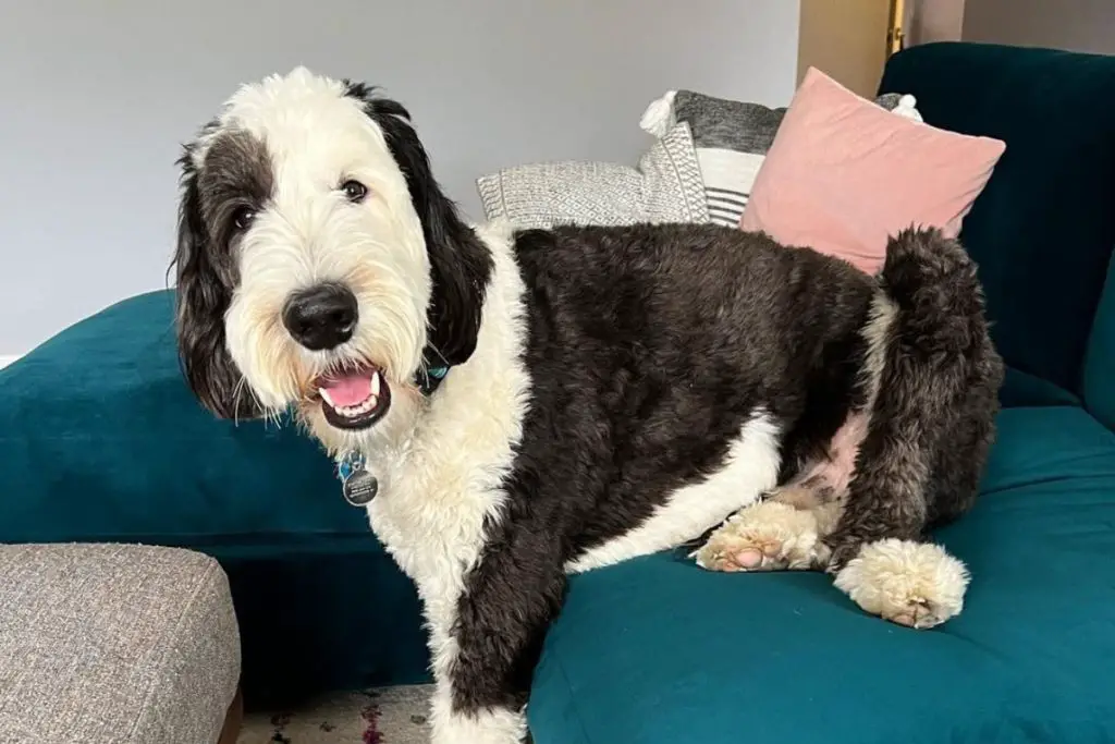 Sheepadoodle: Sheepdog Poodle Mix