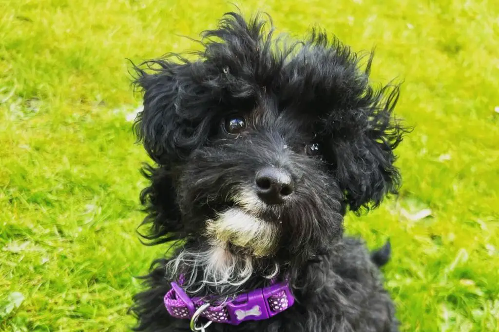 Yorkipoo: Yorkshire Terrier Poodle Mix