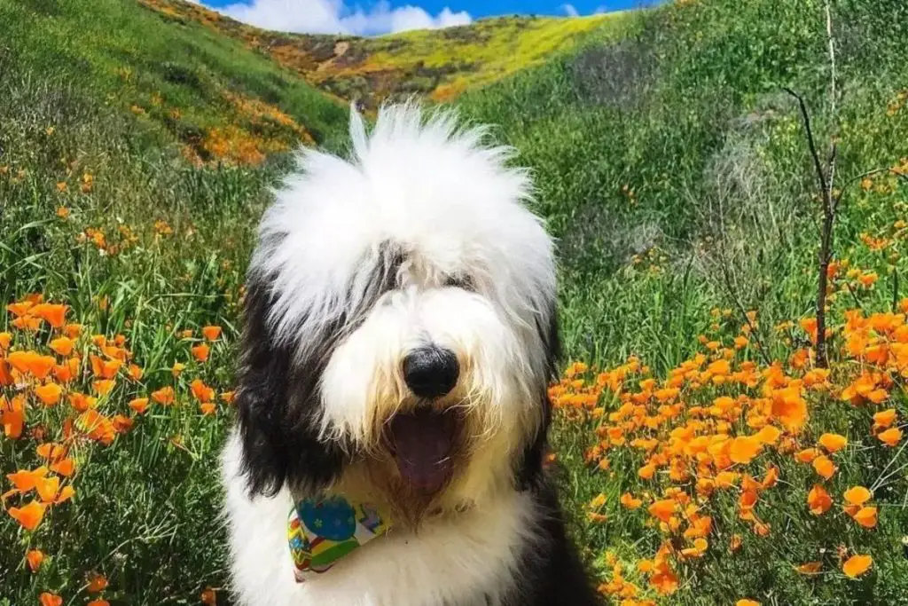 Sheepadoodle: Sheepdog Poodle Mix