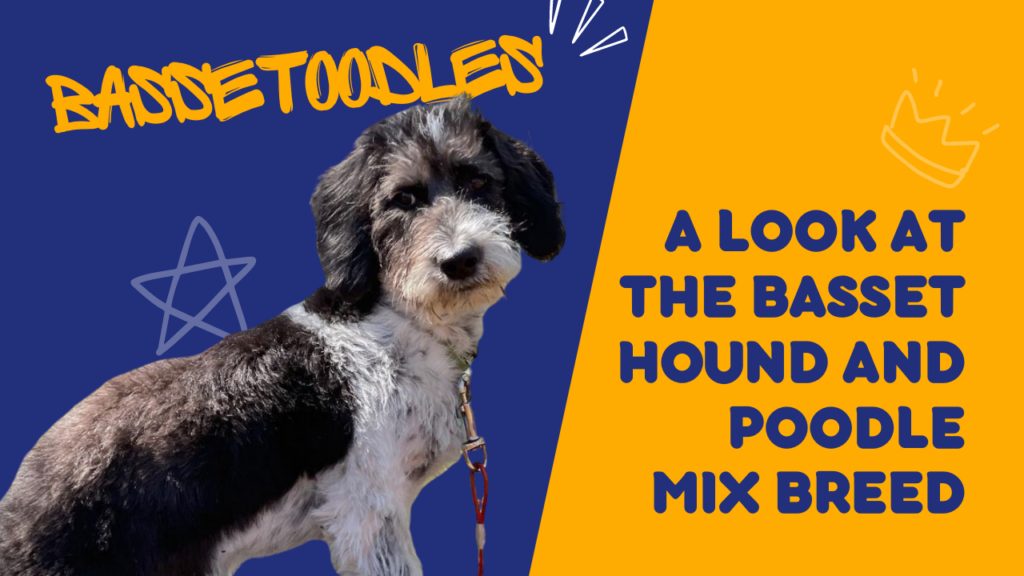 Bassetoodles_ A Look at the Basset Hound and Poodle Mix Breed
