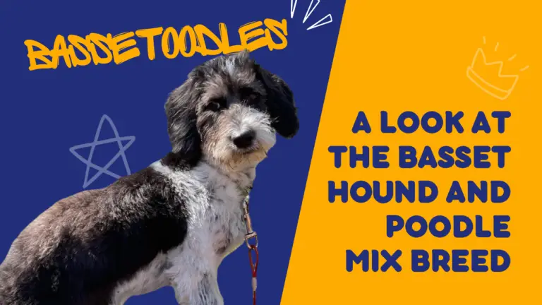 Bassetoodles_ A Look at the Basset Hound and Poodle Mix Breed