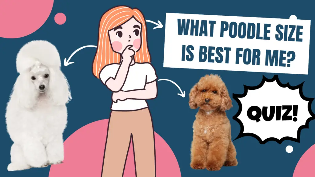 QUIZ What poodle is right for me