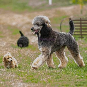 sable poodle