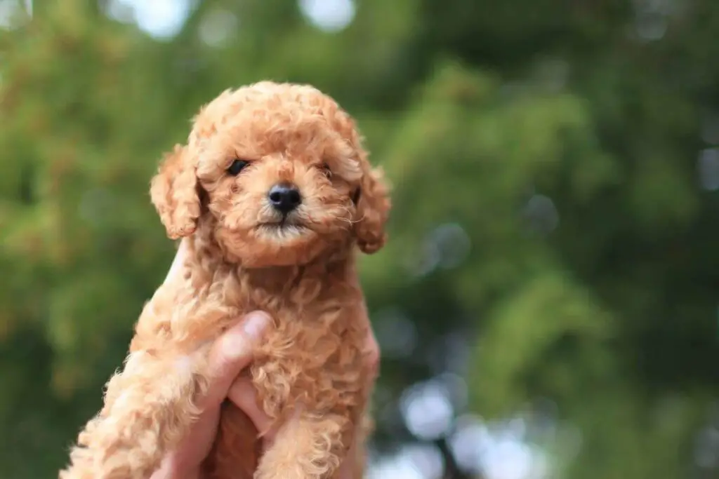 5 Things To Know Before Getting A Doodle Puppy (1)